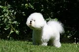 BICHON FRISE 627